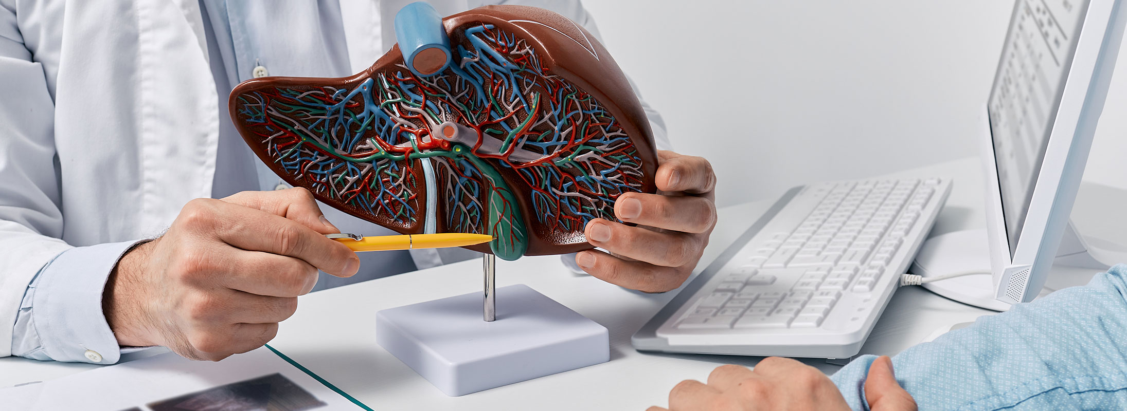 Arzt erklärt einem Patienten anhand eines anatomischen Lebermodells die Funktion und Erkrankungen der Leber.