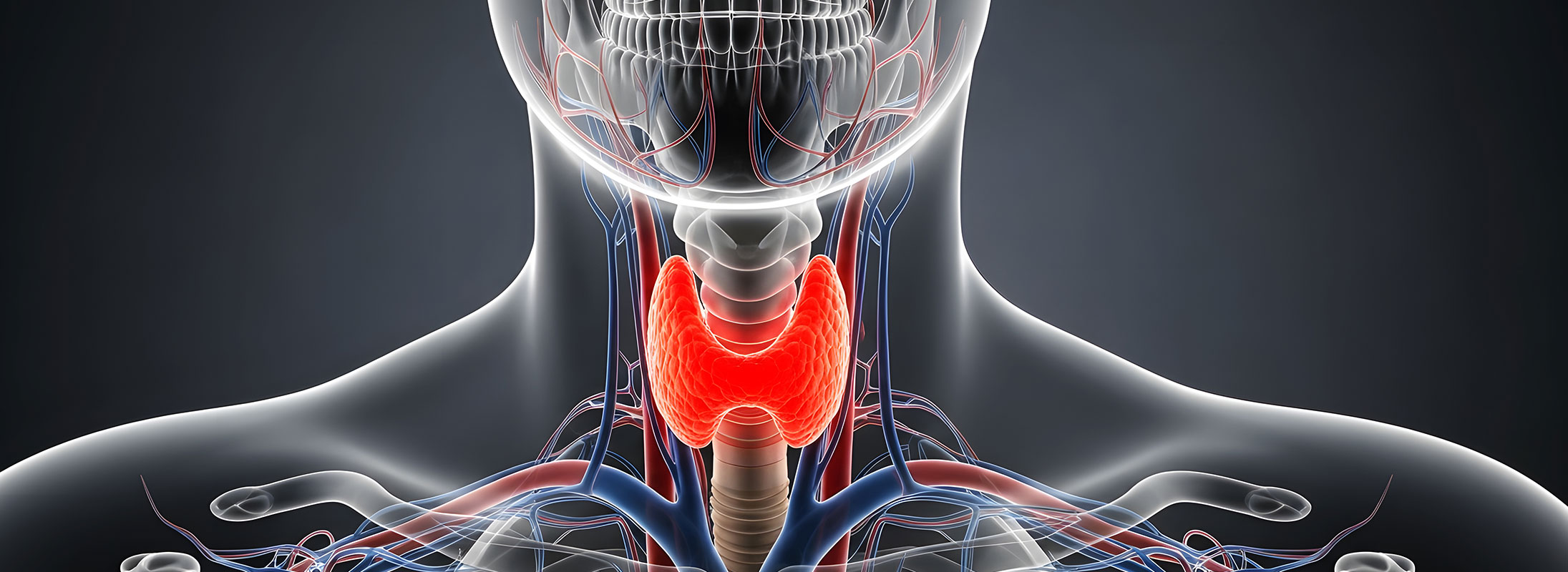 Medizinische Darstellung der Schilddrüse im Halsbereich des Menschen mit sichtbaren Blutgefäßen und anatomischen Strukturen.